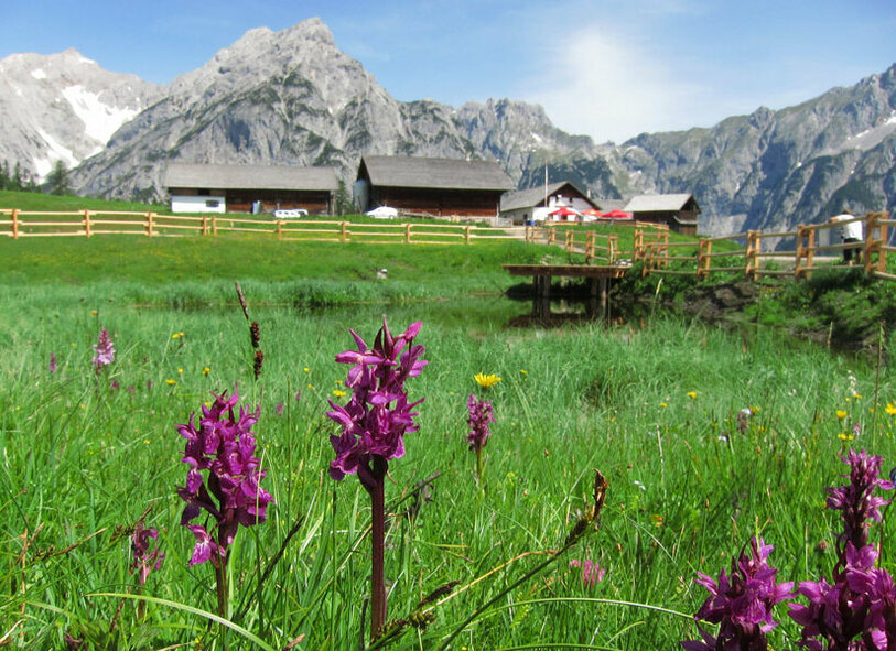 Walderalm Aussicht auf die Berge um die Walderalm in der Nähe des Reschenhofs