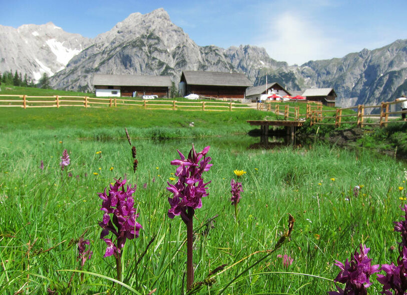 Aussicht auf die Berge um die Walderalm in der Nähe des Reschenhofs