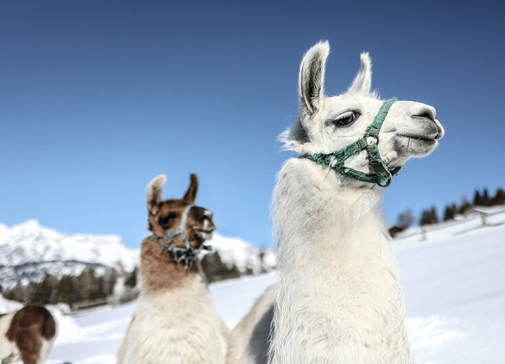 2 Lamas im Schnee