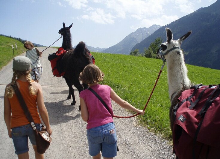 Lama Trekking am Wattenberg 2 Kinder machen ein Lama Trekking am Wattenberg
