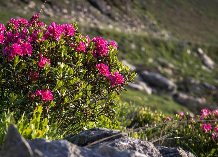 Almrosen Almrosen auf dem Glungezer