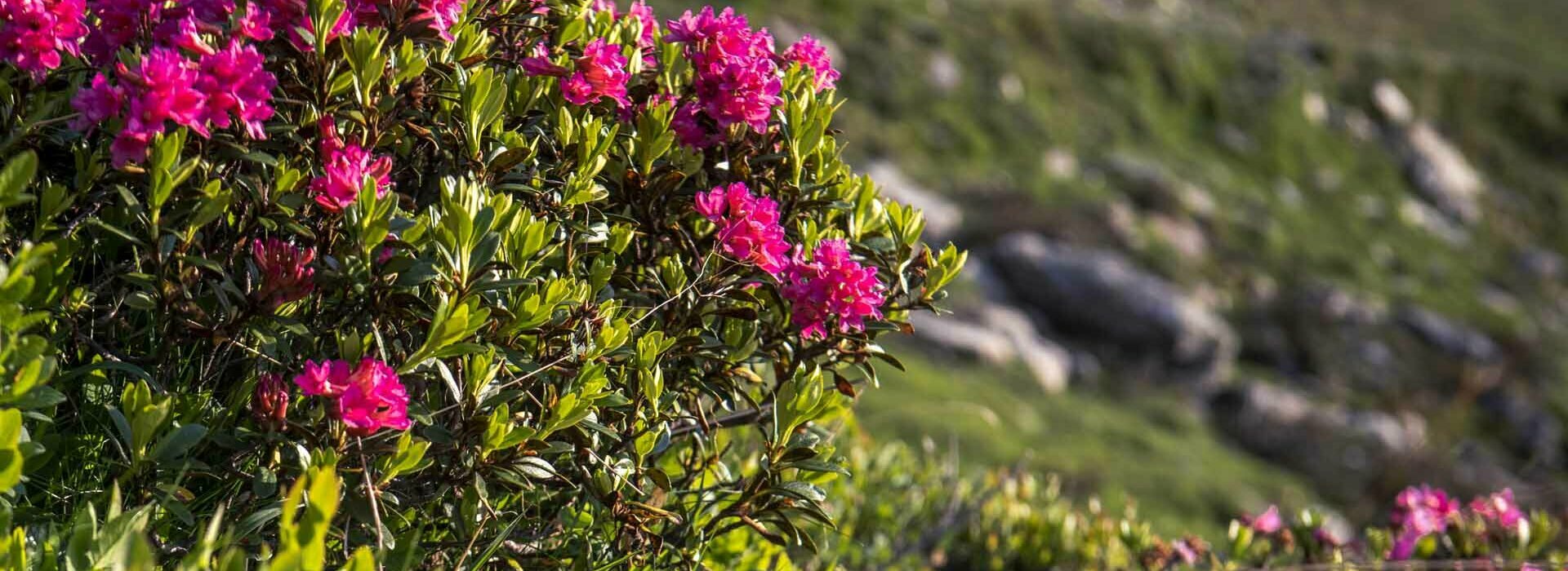 Almrosen auf dem Glungezer