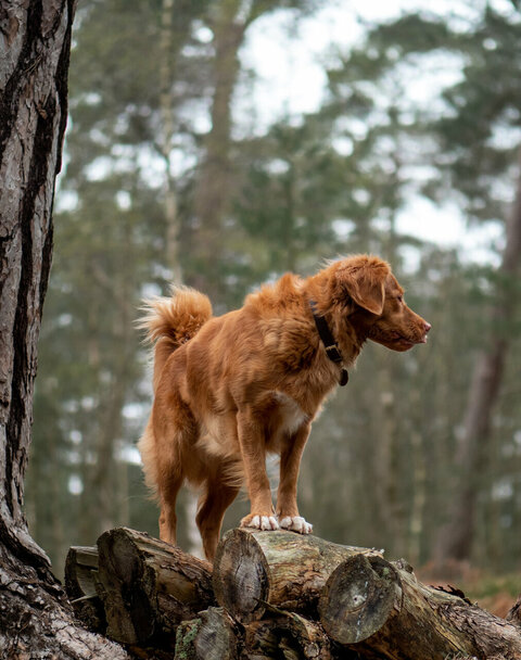 Der Reschenhof heißt Hunde ebenfalls herzlich willkommen Hund im Wald