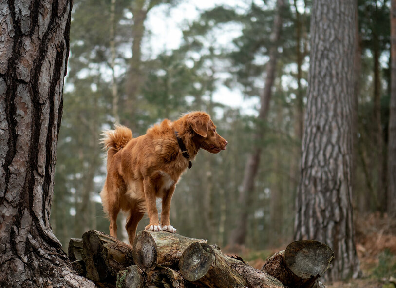Hund im Wald