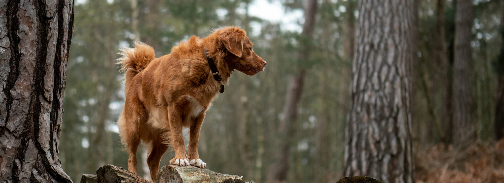 Der Reschenhof heißt Hunde ebenfalls herzlich willkommen Hund im Wald