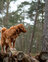 Hund im Wald