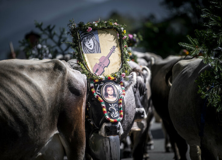 Almabtrieb in Absam Kühe beim Almabtrieb in Absam