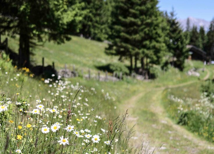 Sommer im Voldertal Sommerliche Wiese im Voldertal