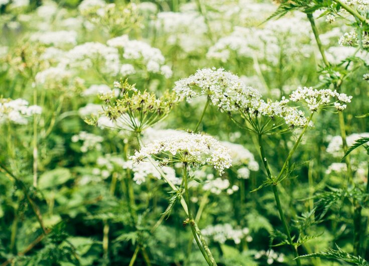 Grünpflanzen mit weißen Blüten