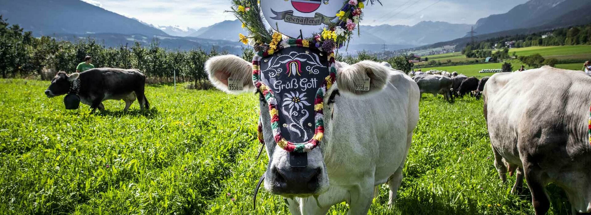 Almabtrieb in Absam Geschmückte Kuh beim Almabtrieb in Absam