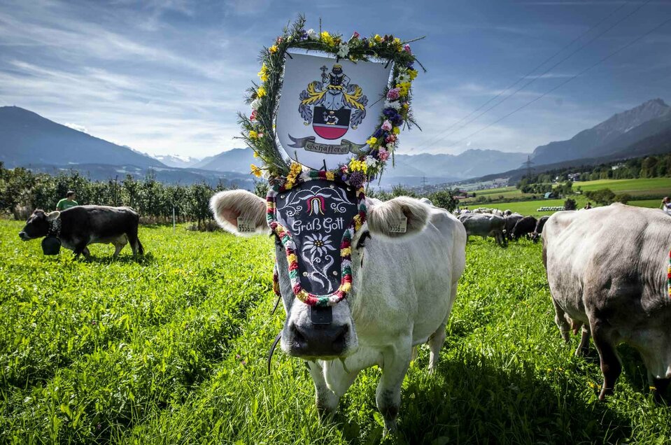 Geschmückte Kuh beim Almabtrieb in Absam