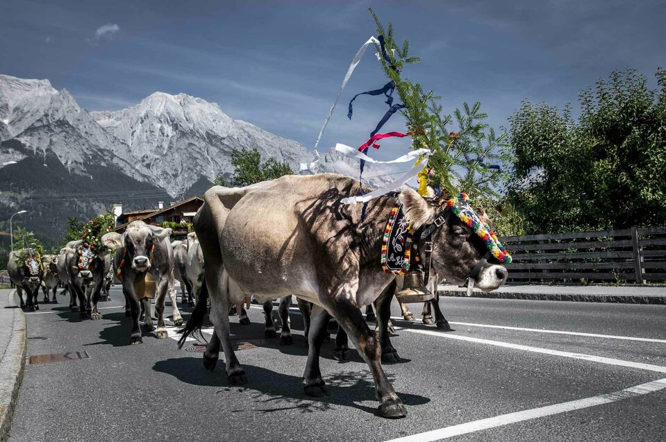 Geschmückte Kühe werden von der Alm abgetrieben